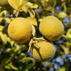 Dreiblättrige Orange Poncirus Trifoliata