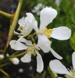 Dreiblättrige Orange Poncirus Trifoliata -Pflanzenhof Verkaufsladen Dreibl ttrige Orange Bl te