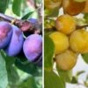 Duo-Obst, Hauszwetsche & Nancy Mirabelle Prunus Domestica -Pflanzenhof Verkaufsladen Duo Hauszwetsche Nancynxn2YUf67IkNG