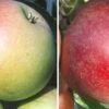 Duo-Apfelbaum `James Grieve´ & `Finkenwerder Prinz´ Malus Domestica -Pflanzenhof Verkaufsladen Duo James GRieve und Roter Boskoop 1