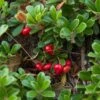 Echte Bärentraube Arctostaphylos Uva-ursi -Pflanzenhof Verkaufsladen Echte B rentraube1