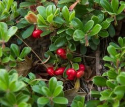Echte Bärentraube Arctostaphylos Uva-ursi