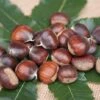 Ecker 1 - Selbstfruchtbare Esskastanie Castanea Sativa `Ecker1´ 1 Ecker 1 - Selbstfruchtbare Esskastanie Castanea Sativa `Ecker1´ -Pflanzenhof Verkaufsladen Ecker 1