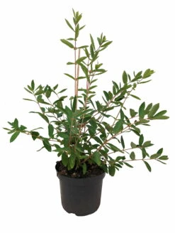 Sibirische Blaubeere `Eisbär´ Lonicera Kamtschatica `Eisbär´ -Pflanzenhof Verkaufsladen Eisb r weiss