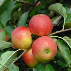Elstar ® Malus Domestica 10 Elstar ® Malus Domestica -Pflanzenhof Verkaufsladen Elstar