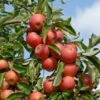 Elstar ® Malus Domestica -Pflanzenhof Verkaufsladen Elstar am Baum