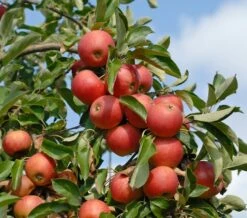 Pflanzenhof Verkaufsladen 14 Elstar ® Malus Domestica