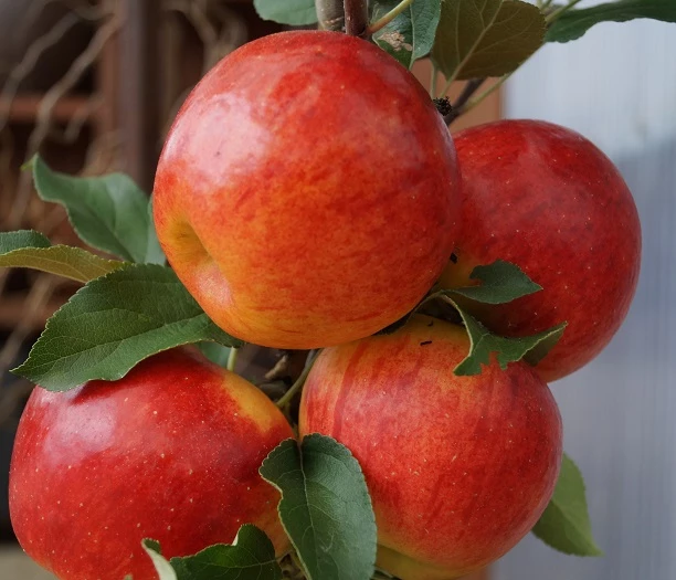 Elstar ® Malus Domestica 4 Elstar ® Malus Domestica – Bild 2