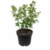 Duftender Essigbaum / Gewürz-Sumach `Grow Low´ Rhus Aromatica -Pflanzenhof Verkaufsladen Essigbaum Grow Low weiss