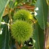 Duo-Esskastanie, Belle Epine & Bouche De Betizac Castanea Sativa 2 Duo-Esskastanie, Belle Epine & Bouche De Betizac Castanea Sativa -Pflanzenhof Verkaufsladen Esskastanie