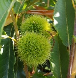 Duo-Esskastanie, Belle Epine & Bouche De Betizac Castanea Sativa