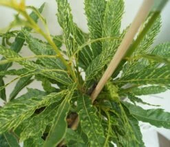 Esskastanie `Asplenifolia´ Castanea Sativa `Asplenifolia´ -Pflanzenhof Verkaufsladen Esskastanie Asplenifolia1