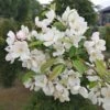 Zierapfel `Evereste´ Malus -Pflanzenhof Verkaufsladen Evereste3