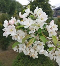 Zierapfel `Evereste´ Malus