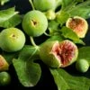 Feige `Ficcolino® Gustis®´ Ficus Carica 1 Feige `Ficcolino® Gustis®´ Ficus Carica -Pflanzenhof Verkaufsladen Feige erweiterte Lizenz