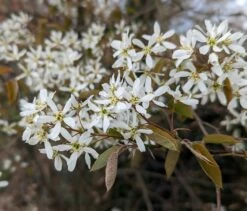 Prince William-Großfruchtige Felsenbirne Amelanchier `Prince William´ -Pflanzenhof Verkaufsladen Felsenbirne Bl te