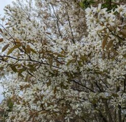 Prince William-Großfruchtige Felsenbirne Amelanchier `Prince William´ -Pflanzenhof Verkaufsladen Felsenbirne Bl te 3
