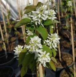 Aufrecht Wachsende Felsenbirne `Obelisk´ Amelanchier Alnifolia `Obelisk´
