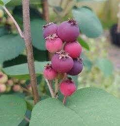 Pflanzenhof Verkaufsladen 39 Felsenbirne Smoky Amelanchier Alnifolia Smoky