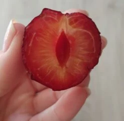 Großfrüchtige Kirschpflaume `Fenja´ Prunus Cerasifera `Fenja´ -Pflanzenhof Verkaufsladen Fenja 1