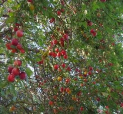 Großfrüchtige Kirschpflaume `Fenja´ Prunus Cerasifera `Fenja´