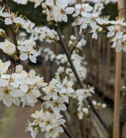 Großfrüchtige Kirschpflaume `Fenja´ Prunus Cerasifera `Fenja´ -Pflanzenhof Verkaufsladen Fenja Bl te