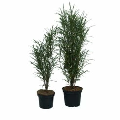 Farnblättriger Säulen-Faulbaum `Fine Line´ Rhamnus Frangula `Fine Line´ -Pflanzenhof Verkaufsladen Fine Line Faulbaum 2