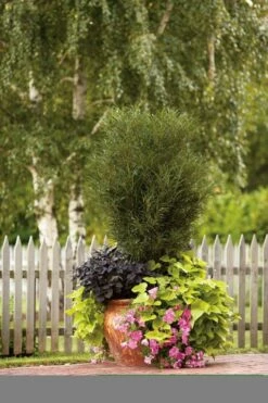 Farnblättriger Säulen-Faulbaum `Fine Line´ Rhamnus Frangula `Fine Line´ -Pflanzenhof Verkaufsladen Fine Line Kordes Jungpflanzen1