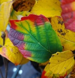 Großer Federbuschstrauch Fothergilla Major -Pflanzenhof Verkaufsladen Fothergilla Herbstf rbung1