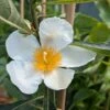 Franklinia Alatamaha "Franklinie / Franklinbaum" Franklinia Alatamaha 1 Franklinia Alatamaha "Franklinie / Franklinbaum" Franklinia Alatamaha -Pflanzenhof Verkaufsladen Franklina Bl te