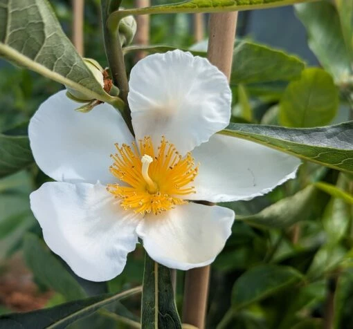 Franklinia Alatamaha "Franklinie / Franklinbaum" Franklinia Alatamaha 5 Franklinia Alatamaha "Franklinie / Franklinbaum" Franklinia Alatamaha -Pflanzenhof Verkaufsladen Franklina Bl te