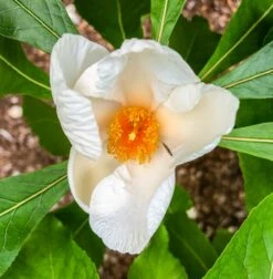 Franklinia Alatamaha "Franklinie / Franklinbaum" Franklinia Alatamaha -Pflanzenhof Verkaufsladen Franklinie3
