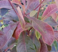 Franklinia Alatamaha "Franklinie / Franklinbaum" Franklinia Alatamaha -Pflanzenhof Verkaufsladen Frankliniha