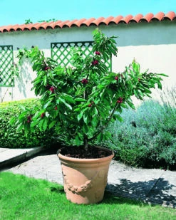 Zwerg-Süßkirsche `Garden Bing®´ Prunus Avium `Garden Bing´