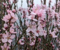 Zwerg-Fruchtmandel `Garden Prince´ Prunus `Zwerg-Fruchtmandel´