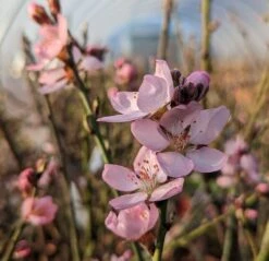 Zwerg-Fruchtmandel `Garden Prince´ Prunus `Zwerg-Fruchtmandel´ 10 Zwerg-Fruchtmandel `Garden Prince´ Prunus `Zwerg-Fruchtmandel´ -Pflanzenhof Verkaufsladen Garden Prince Bl te2