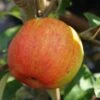 Geheimrat Oldenburg Malus Domestica -Pflanzenhof Verkaufsladen Geheimrat Oldenburg