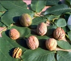 Walnuss - Geisenheim Klon Nr. 26 Juglans Regia `Geisenheim Klon Nr. 26´