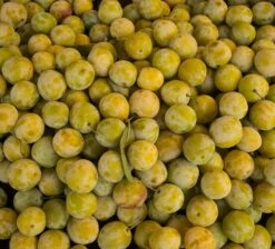 Oullins Reneklode Prunus Domestica Subsp. Italica `Oullins´