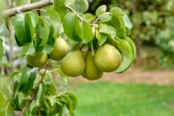 Pflanzenhof Verkaufsladen -Pflanzenhof Verkaufsladen Gellerts