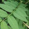 Chinesischer Gemüsebaum Toona Sinensis -Pflanzenhof Verkaufsladen Gem sebaum