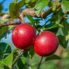 Gerlinde ® Malus Domestica -Pflanzenhof Verkaufsladen GerlindeRUQRs7DqhHjrf