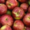 Gewürzluiken Malus Domestica `Gewürzluiken´ 2 Gewürzluiken Malus Domestica `Gewürzluiken´ -Pflanzenhof Verkaufsladen Gew rzluiken1