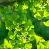 Ginkgo / Fächerblattbaum Ginkgo Biloba -Pflanzenhof Verkaufsladen Ginkgo 3