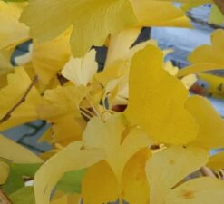 Ginkgo / Fächerblattbaum Ginkgo Biloba -Pflanzenhof Verkaufsladen Ginkgo biloba Herbstf rbung