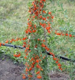 Goji / Chinesische Wolfsbeere `Big Lifeberry´ Lycium Barbarum `Big Lifeberry´