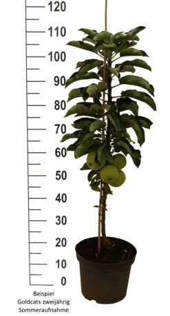 Säulenapfel `Goldcats´ Malus Domestica `Goldcats´ -Pflanzenhof Verkaufsladen Goldcats zweij hrig weiss