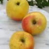Grahams Jubiläumsapfel Malus Domestica `Graham´s Jubiläumsapfel´ -Pflanzenhof Verkaufsladen GrahamsDfq5bGLvl8FVV