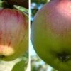 Duo-Apfelbaum `Gravensteiner´ & `Kaiser Wilhelm´ Malus Domestica -Pflanzenhof Verkaufsladen Gravensteiner Kaiser Wihleml 1