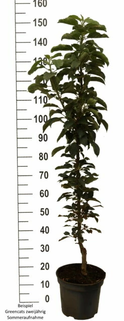 Säulenapfel `GreenCats´ Malus Domestica `Greencats´ 10 Säulenapfel `GreenCats´ Malus Domestica `Greencats´ -Pflanzenhof Verkaufsladen Greencats weiss